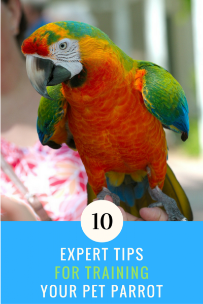 Training a Parrot to Talk with Effective Tips and Tricks