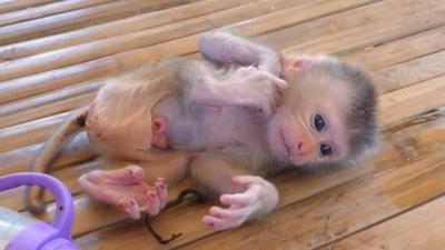 What Happened to Monkey Kaka Real-Life and YouTube Updates