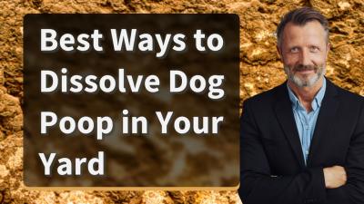 Step-by-Step Guide to Safely Removing Hard Poop from Your Dog’s Anus