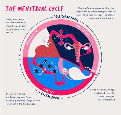 Understanding the Menstrual Cycle