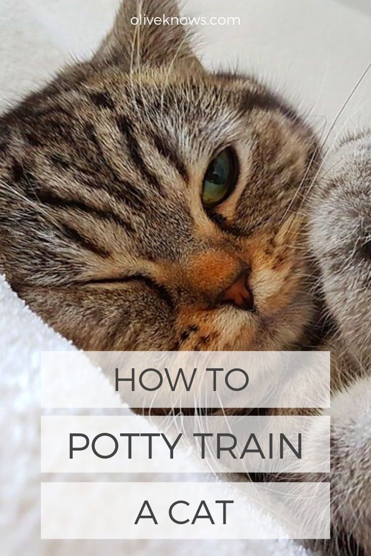 A Quick Guide to Potty Training Your Cat Using Dailymotion Tutorials