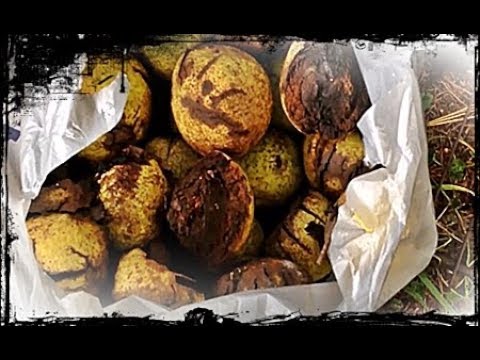 HARVESTING BLACK WALNUTS TO EAT A YUMMY DIY  YouTube