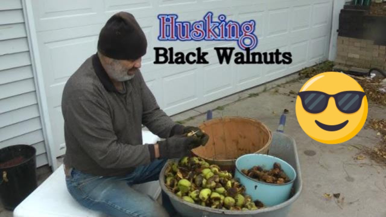 Harvesting Black Walnuts and Sharing Your Journey on YouTube