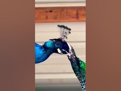 peacock get pregnant by tears duringamazing  YouTube