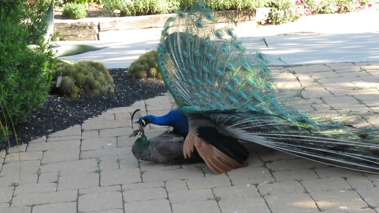 Peacock Mating 21  YouTube