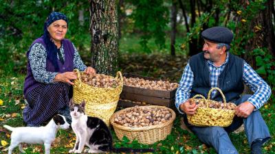 Harvesting Black Walnuts and Sharing Your Journey on YouTube