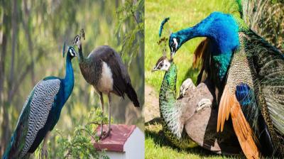 How Peacock Birds Get Pregnant