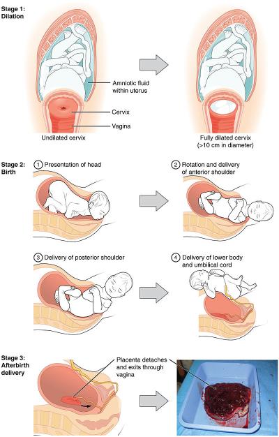 Learn Baby Production Process Videos on Dailymotion