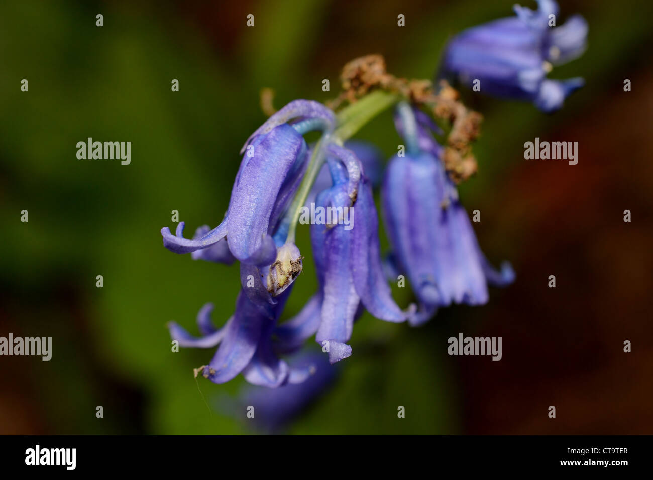 What Is the Alamy Plant? Insights into Nature Photography on Alamy
