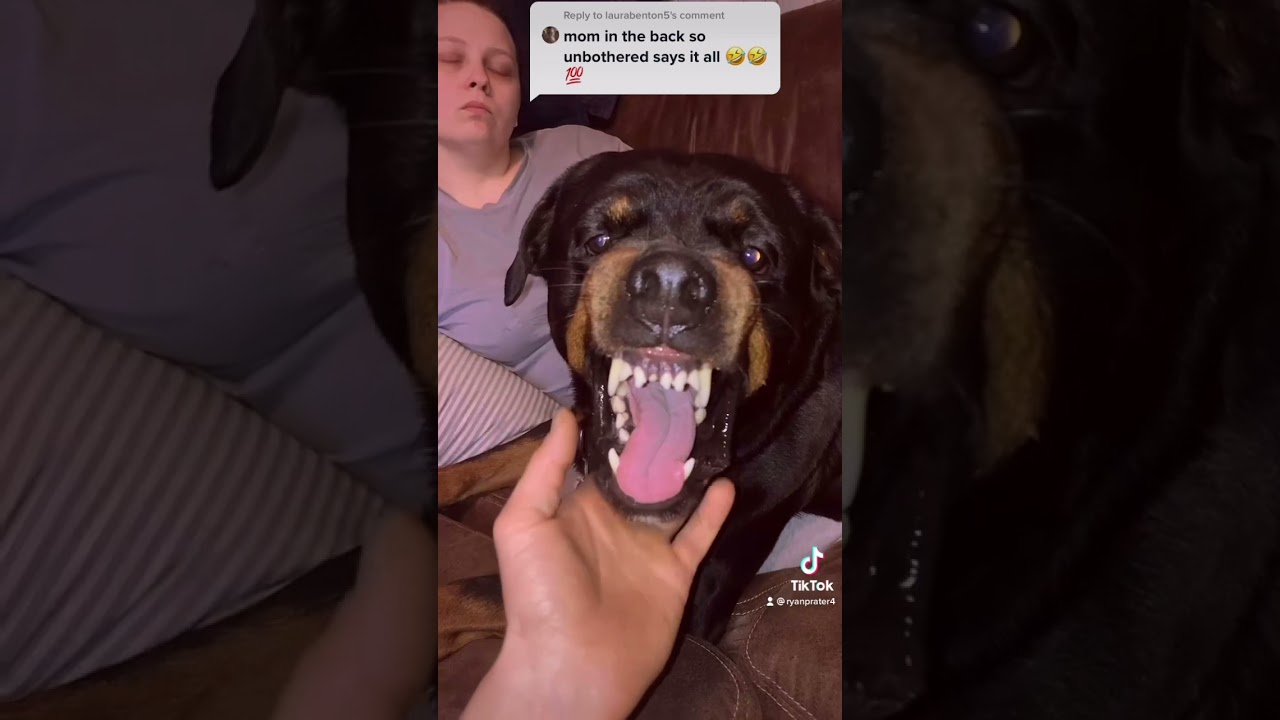 Rottie purrRottie rumble YouTube