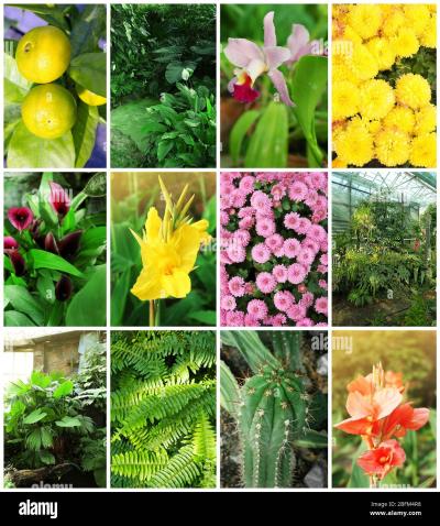 What Is the Alamy Plant? Insights into Nature Photography on Alamy