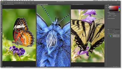 how to use adobe stock with multiple illustrations in photoshop