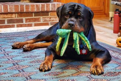 Is the Rottie Rumble Real? Exploring the Myth Behind the Term