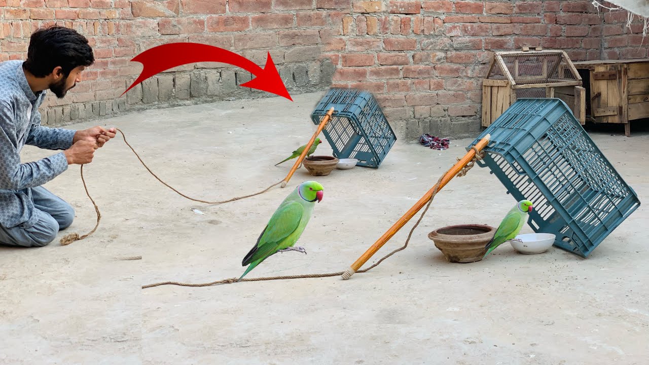 How to catch parrot from Home Easy Parrot trap petsvlog