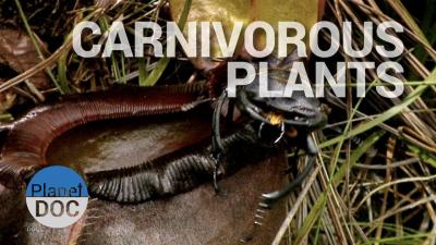 What Plants Talk About on Dailymotion? Understanding Nature Documentaries
