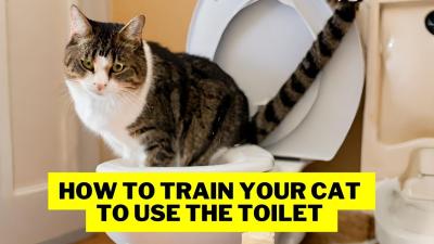 Step-by-Step Guide to Training Your Cat to Use the Toilet with Ease
