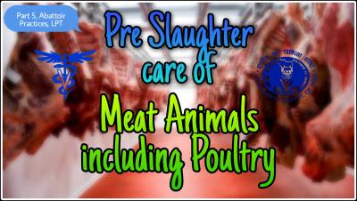 Tutorial for Properly Slaughtering a Cow as Seen on Dailymotion