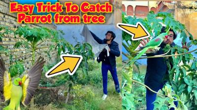 How to Catch a Parrot: Step-by-Step Guide