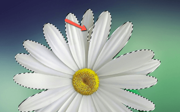 How to Select an Image in Photoshop 8 Selection Tools