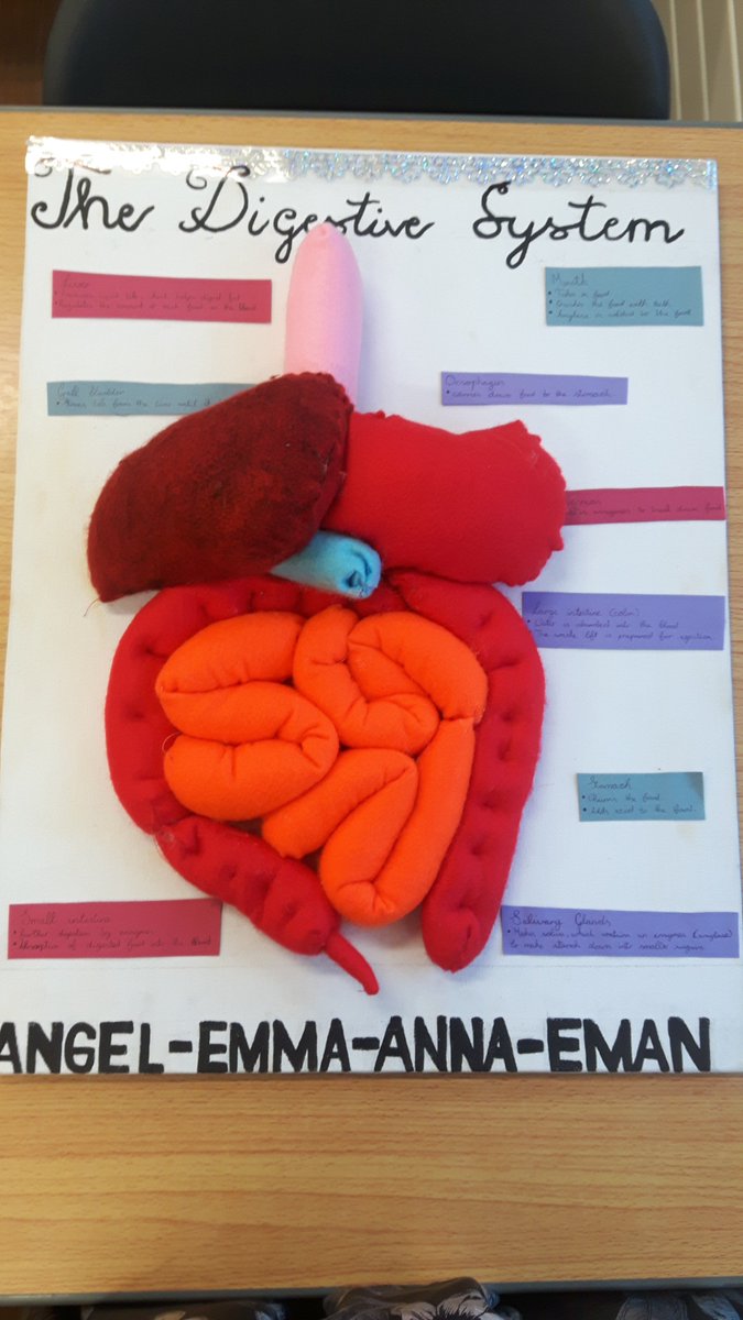 Homemade Digestive System Model