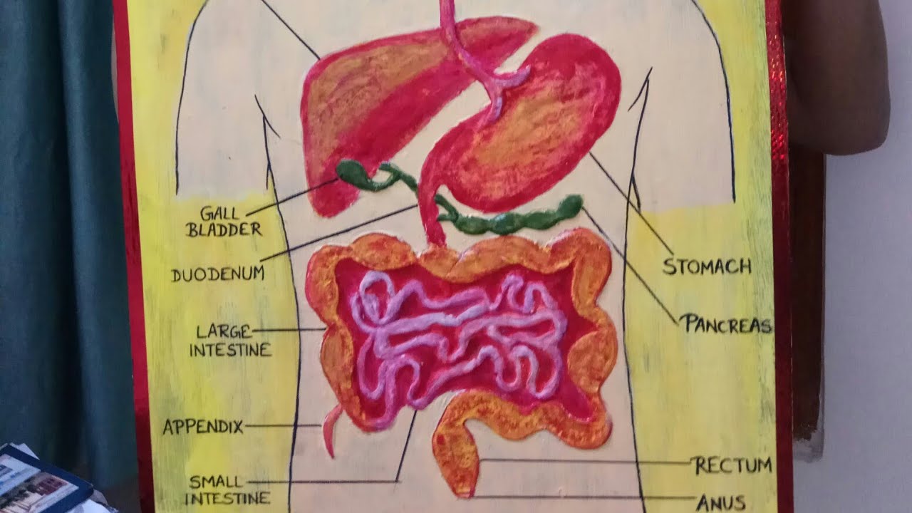 How To Make Digestive System Model At Home Retake Again