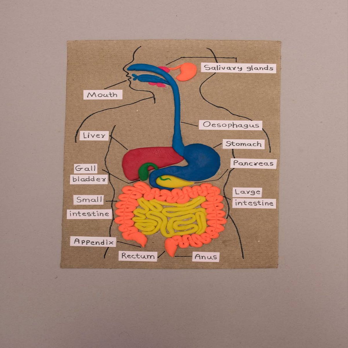 Human Digestive System Clay Model Activity FeviCreate Emma Amelia
