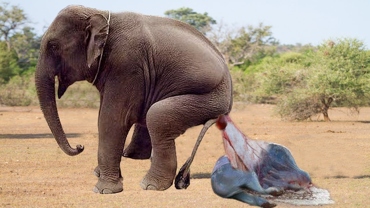 Elephant Giving Birth Baby Elephants are Born in the Amniotic sac