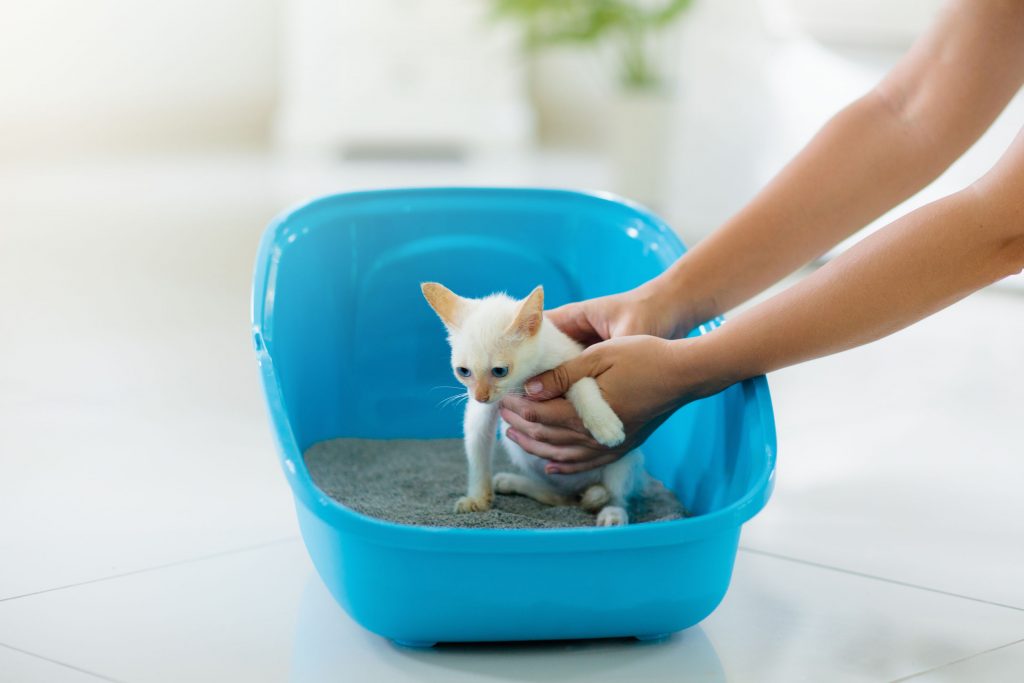 How To Train Cat To Potty Outside at Brent Ben blog