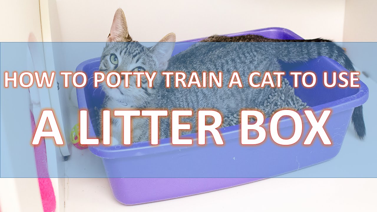 How To Potty Train A Cat To Use A Litter Box  Traning Pet Easy  YouTube