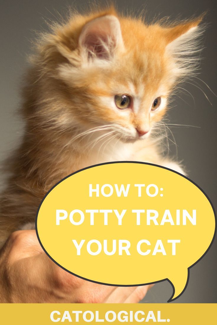 A Quick Guide to Potty Training Your Cat Using Dailymotion Tutorials