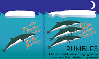 The Antarctic Sun News about Antarctica Rumbles Booms and Growls