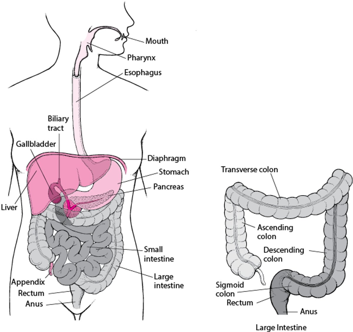 Rectum and Anus Digestive Disorders MSD Manual Consumer Version