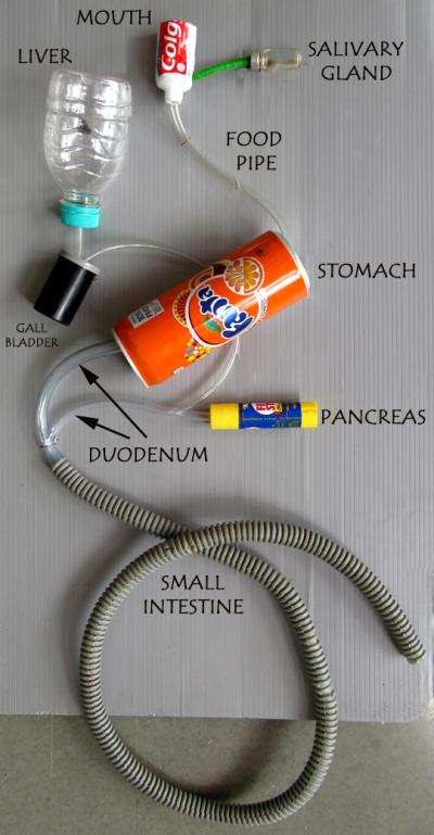 Creating a Digestive System Model for Projects: Watch on Dailymotion