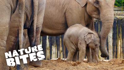 How Elephants Give Birth: Educational Videos on Dailymotion