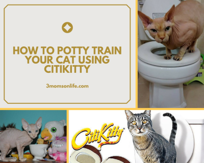 A Quick Guide to Potty Training Your Cat Using Dailymotion Tutorials