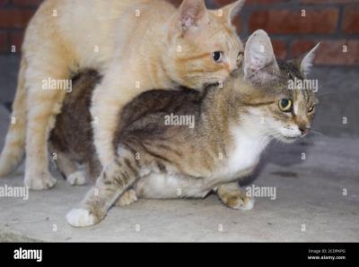 How Cats Mate: Interesting Facts on Dailymotion
