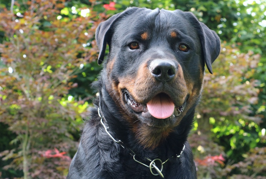 Rottweiler vs Doberman Understanding the Behavioral Differences