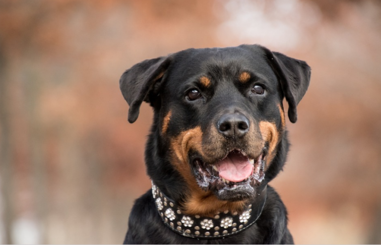 Understanding and Managing 3 Month Old Rottweiler Behavior