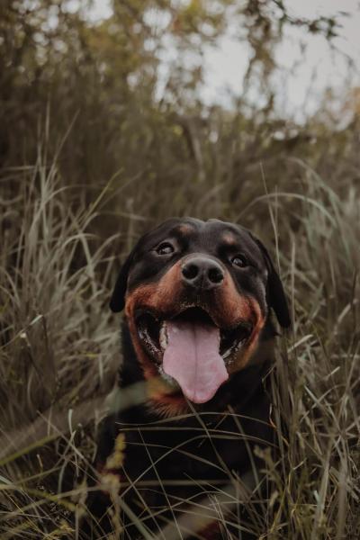 Why Do Rottweilers Rumble? Understanding Dog Behavior