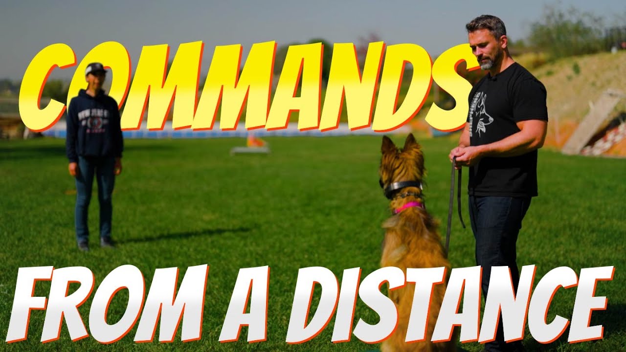 EASILY Train Your Dog to Perform Commands from a Distance PART 2 YouTube