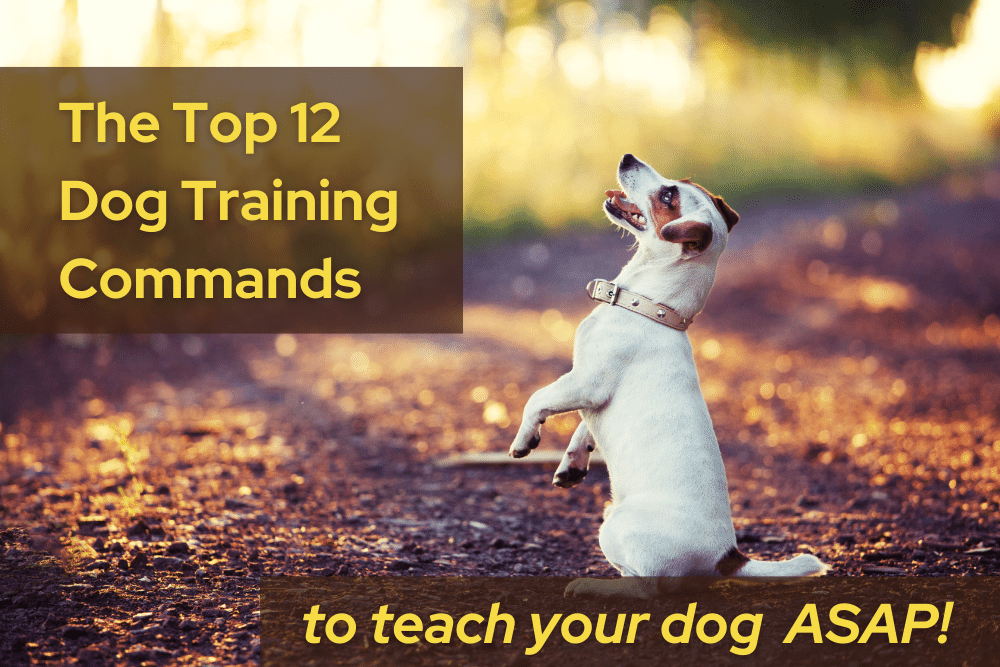 Top 12 Dog Training Commands For Basic Obedience Traini
