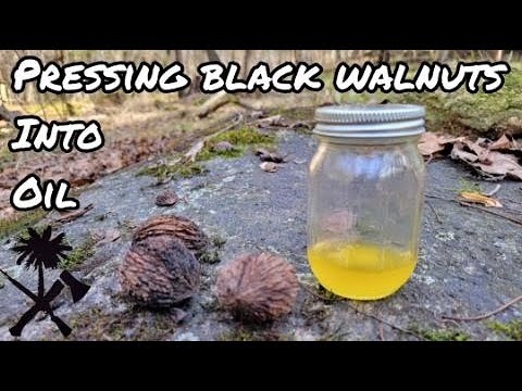 Harvesting Black Walnuts and Pressing Them into Oil YouTube