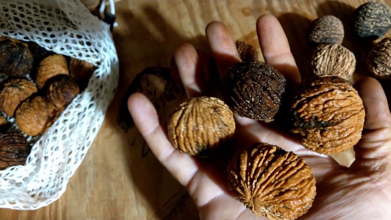Black Walnut Harvesting cleaning drying curing and cracking YouTube