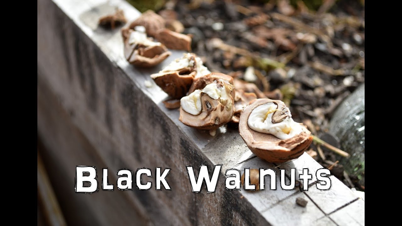 Harvesting the Black Walnut YouTube