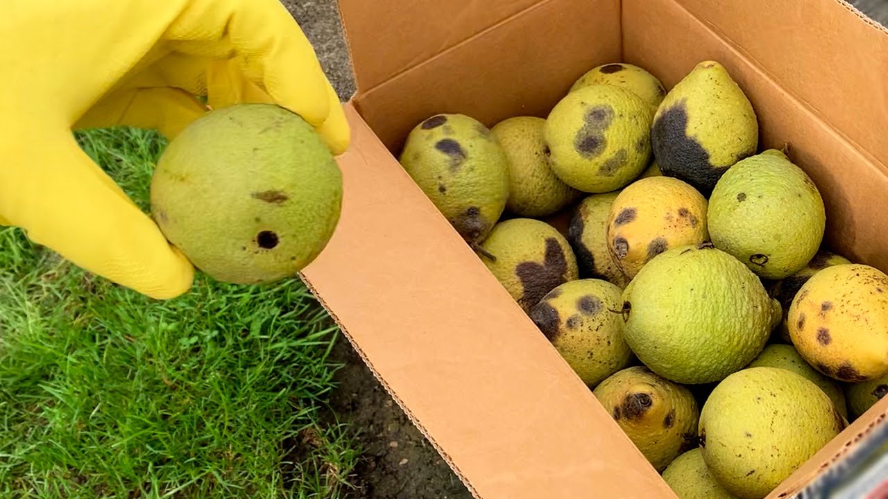 Collecting Black Walnut Seed How to grow a walnut tree YouTube