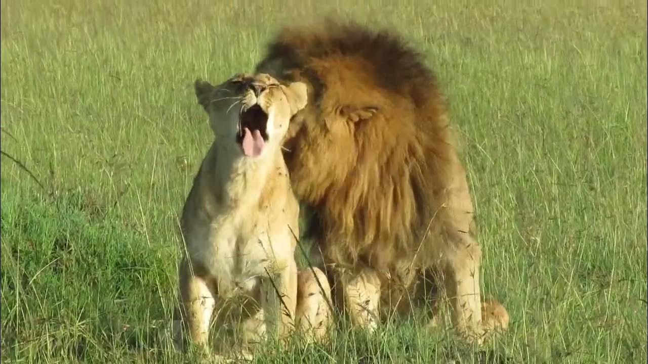 lions Mating more cubs expected YouTube