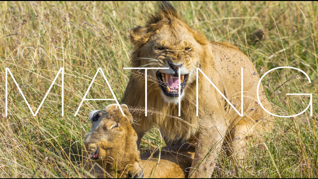 Wild Lions Mating Close Up Footage YouTube