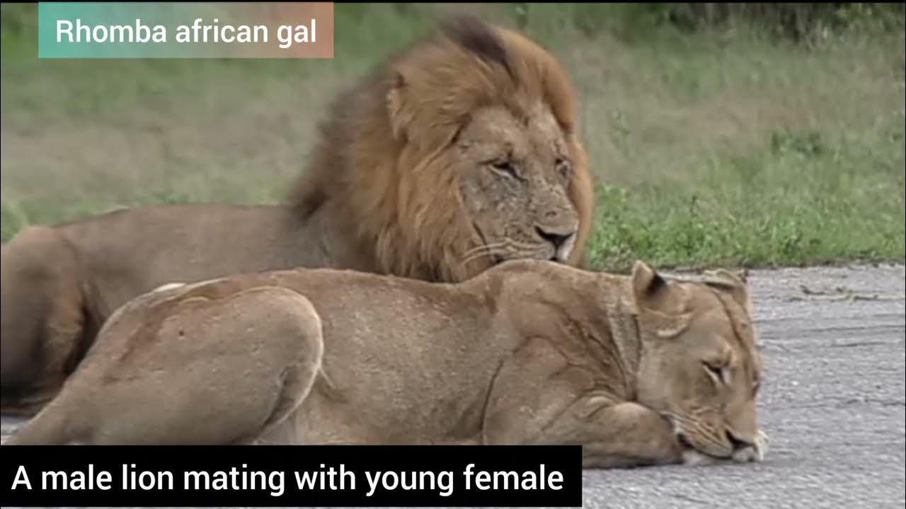 lions mating unbelievable wildanimals lion YouTube