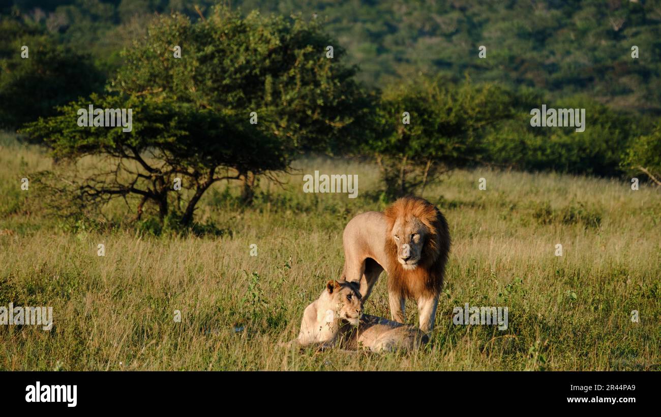 Lions mating at Kruger nation park South Africa female and male lion