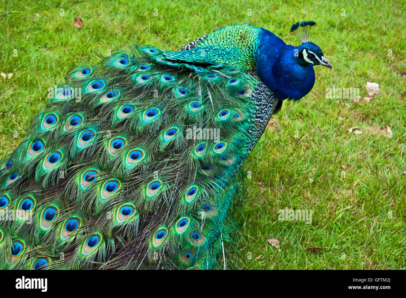 Mating peacock hires stock photography and images Alamy